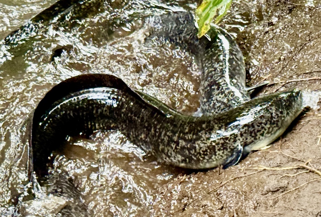 Giant mottled eel