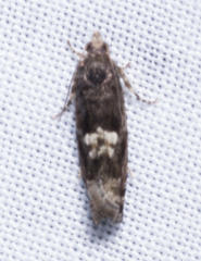 Chimoptesis