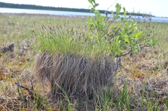 Carex nigra juncea