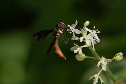 Unknown species found near National Butterfly Center, 3333 Butterfly Pk Dr, Mission, TX 78572, USA