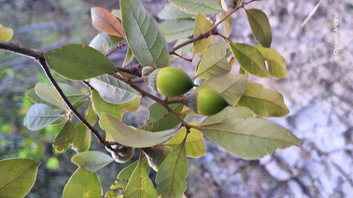 Quercus oleoides, photograph 6