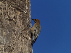 Melanerpes uropygialis