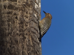 Melanerpes uropygialis