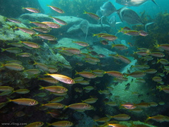 Trachurus novaezelandiae