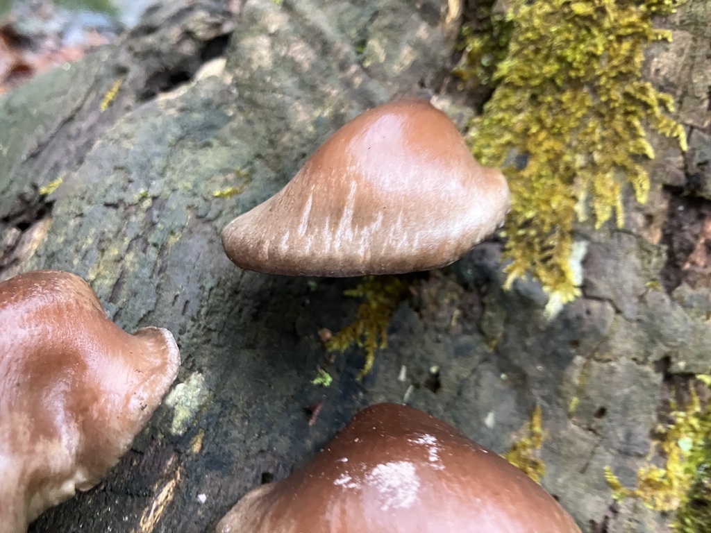 Sarcomyxa