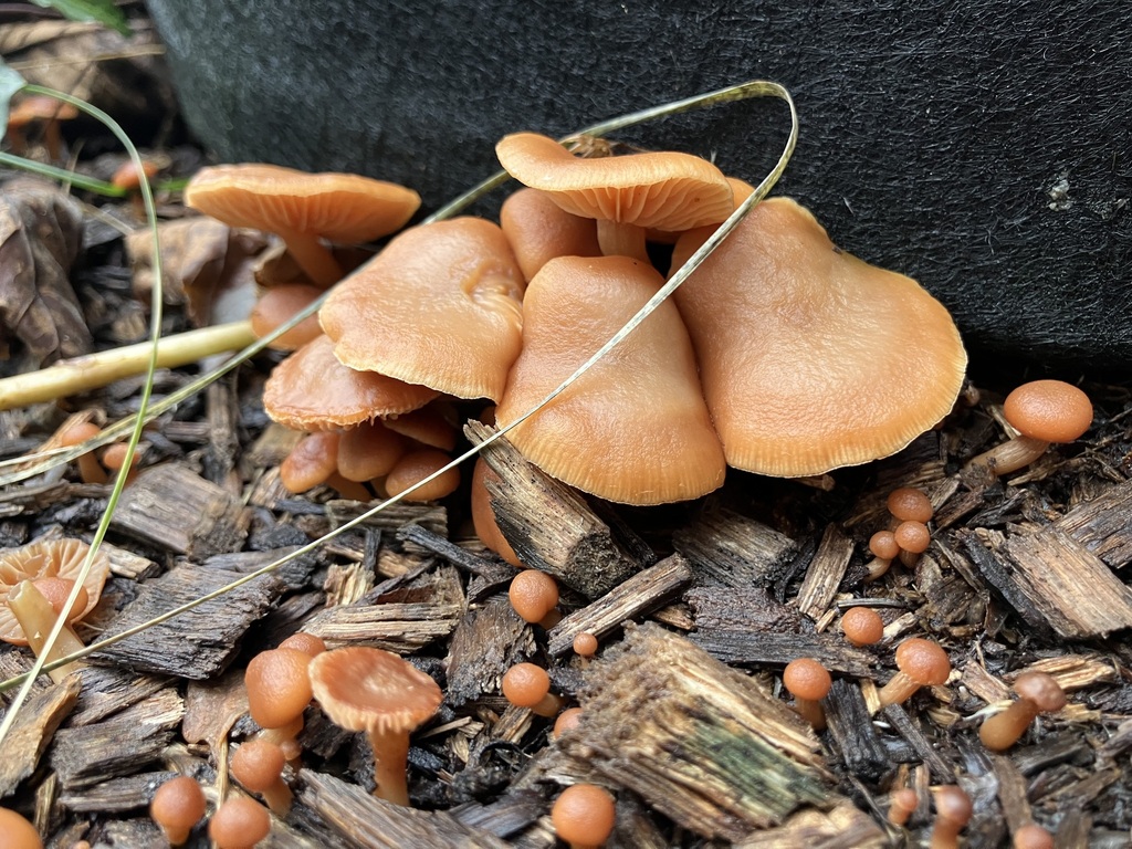 Tubaria furfuracea · December 2025 · photo: © preventthetoast (iNaturalist, cc-by)