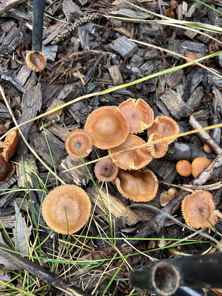 Tubaria furfuracea · December 2025 · photo: © preventthetoast (iNaturalist, cc-by)