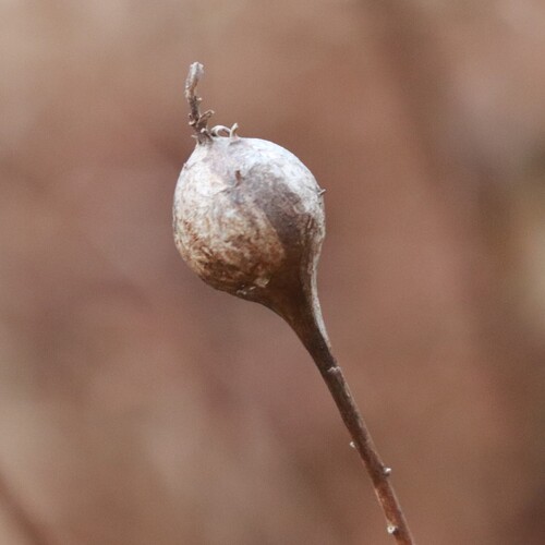 Unknown species found near Berkeley County, WV, USA