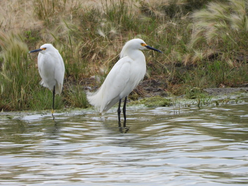 Snowy Egret photographed in South Dakota