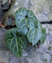 Asarum curvistigma