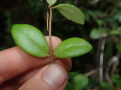 Sarmienta scandens