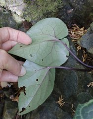 Asarum curvistigma