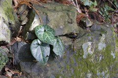 Asarum curvistigma