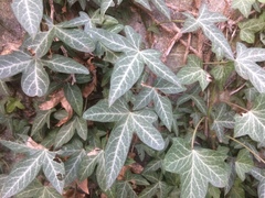 Hedera helix