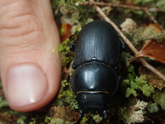 Apterodorcus bacchus