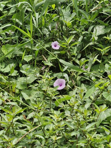 Ipomoea eriocalyx, photograph 6
