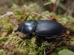 Apterodorcus bacchus