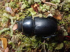 Apterodorcus bacchus