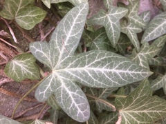 Hedera helix