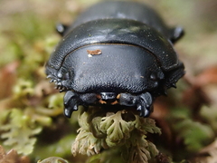 Apterodorcus bacchus