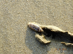 Agaronia gibbosa