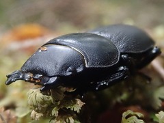 Apterodorcus bacchus