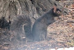 Sciurus carolinensis