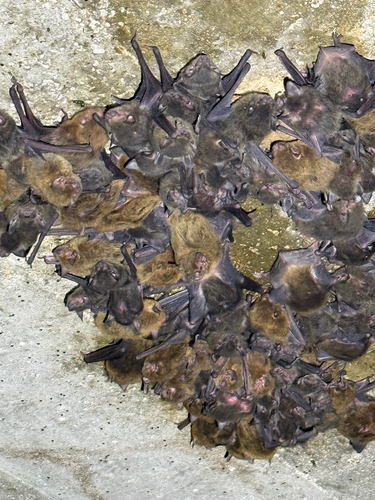 Northern Broad-nosed Bat