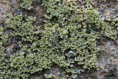 Phaeophyscia nigricans