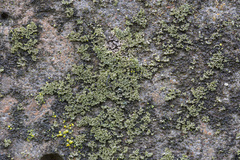 Phaeophyscia nigricans
