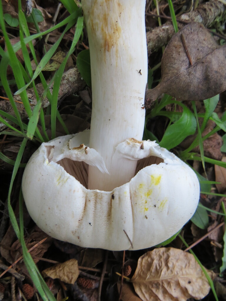 Agaricus xanthodermus · December 2025 · photo: © garth_harwood (iNaturalist, cc-by)