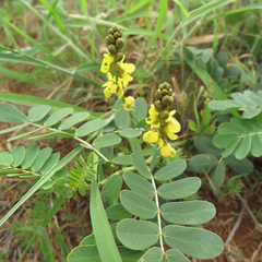 Senna italica arachoides