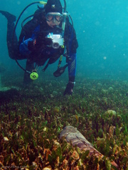 Platycephalus fuscus