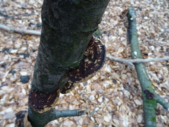 Daedaleopsis confragosa