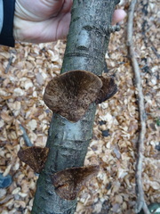 Daedaleopsis confragosa