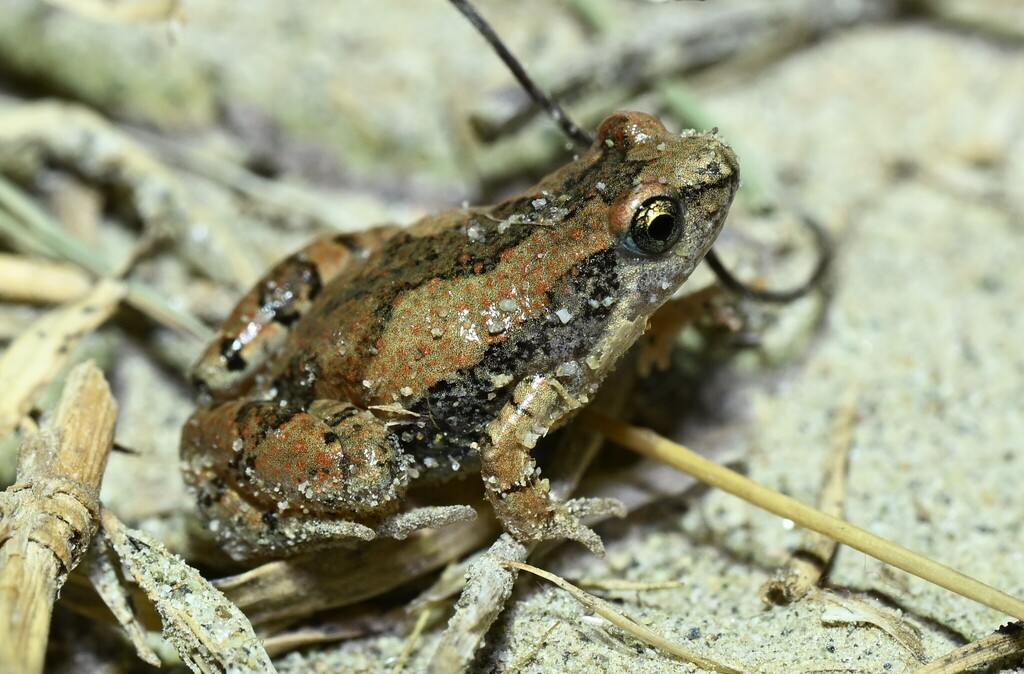 Nilphamarai Narrow-mouthed Frog