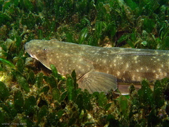 Halophila