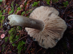 Entoloma medianox