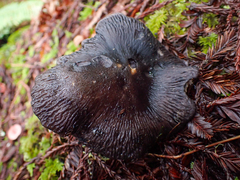 Entoloma medianox