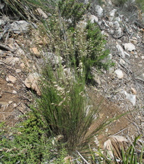Melica minuta