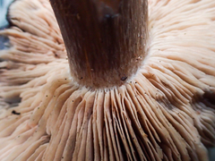 Entoloma medianox