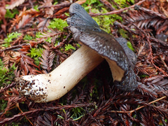 Entoloma medianox