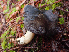 Entoloma medianox