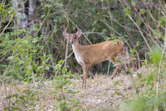 Muntiacus vaginalis