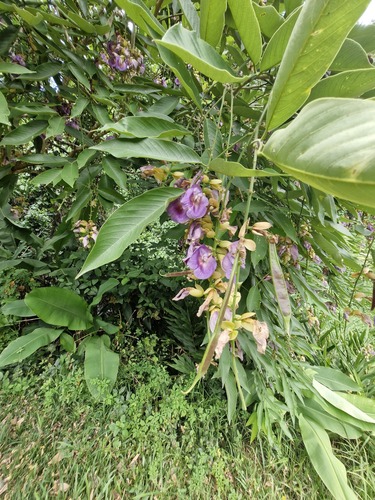 Philippine pigeonwings (Clitoria fairchildiana)