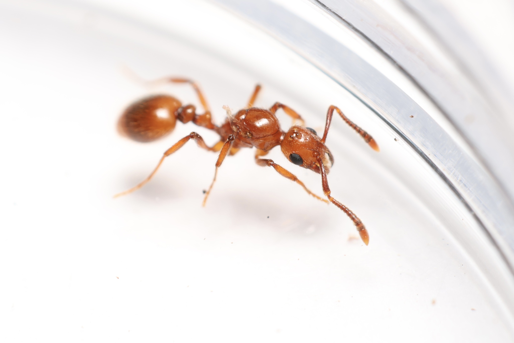 Megalomyrmex glaesarius