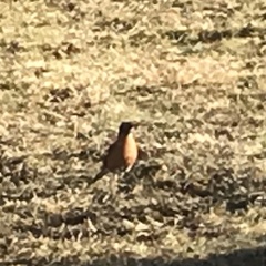 Turdus migratorius