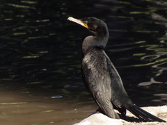 Nannopterum brasilianum