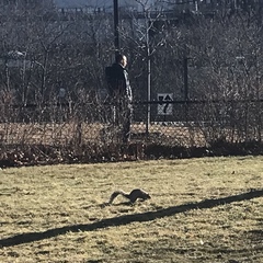 Sciurus carolinensis