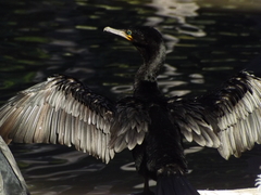 Nannopterum brasilianum
